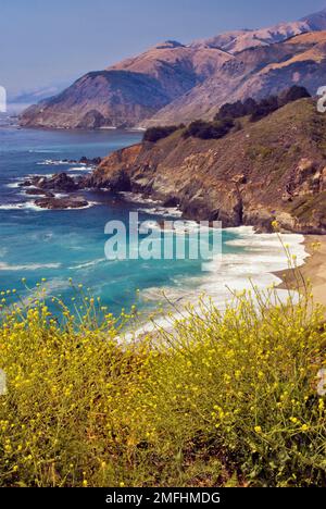 Vue depuis Gamboa point, Big Creek Bridge sur la Highway One à distance, Charlock Flowers, Big sur, Californie, États-Unis Banque D'Images