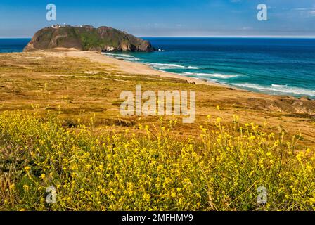 Point sur Light Station State Historic Park, fleurs de charlock, vue de la Highway One, Big sur, Californie, États-Unis Banque D'Images