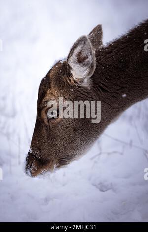 Portrait du cerf de Virginie sur un terrain de neige blanc avec de la neige sur le nez en Allemagne dans une tempête de neige Banque D'Images