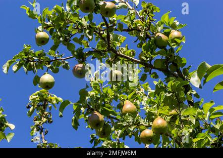 Un bouquet de poires dans l'arbre. Avantages des poires. Fond bleu ciel Banque D'Images