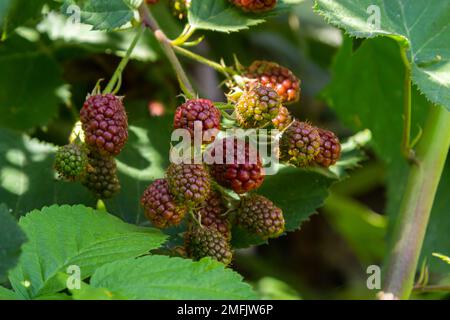 Et Mûres Mûres non mûres sur le coussinet à l'attention sélective. Bouquet de petits fruits. Banque D'Images