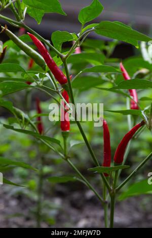 De beaux piments sur les buissons. Piments rouges à la ferme. Poivrons rouges chauds dans le jardin. Banque D'Images