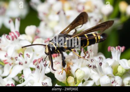 Paranthrene tabaniformis sur les fleurs plus âgées gros plan. Dans l'environnement naturel, près de la forêt en été. Banque D'Images