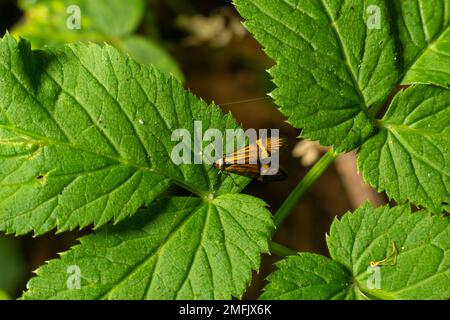 Gros plan d'un papillon à longues pattes, Nemophora degeerella. Feuille verte. Banque D'Images