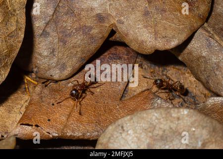 Myrmica ruginodis transportant une grande larve. Un fourmi rouge déplaçant un grub en sécurité dans un nid perturbé. Banque D'Images