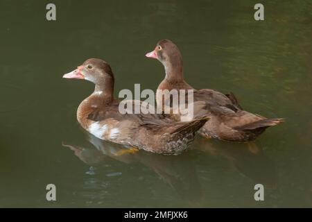 Le canard à tête dure, Aythya australisis un canard de plongée brun chocolat avec une bosse blanche et de grands panneaux blancs dans les ailes et le mâle a des yeux blancs pendant Banque D'Images