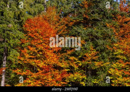 admirez les hautes couronnes colorées d'automne et le fond bleu ciel, le hêtre et le chêne orange, l'érable jaune et les feuilles d'épinette verte. Banque D'Images