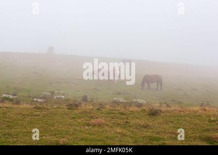 Chevaux paître dans un champ brumeux pendant un lever de soleil le long du chemin de saint-Jacques dans les Pyrénées françaises Banque D'Images