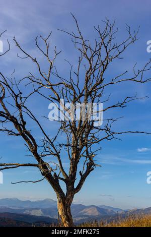 L'arbre ancien et complètement sec poussant contre le ciel bleu. Banque D'Images