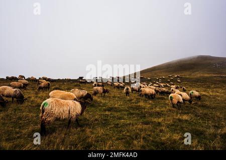 Le troupeau mixte de moutons et de chèvres paître sur la prairie le long du Camino de Santiago dans les Pyrénées françaises Banque D'Images