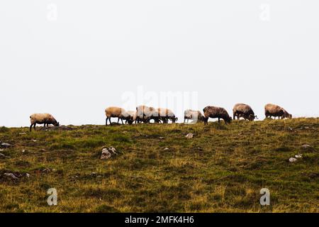 Le troupeau mixte de moutons et de chèvres paître sur la prairie le long du Camino de Santiago dans les Pyrénées françaises Banque D'Images