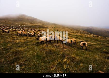 Le troupeau mixte de moutons et de chèvres paître sur la prairie le long du Camino de Santiago dans les Pyrénées françaises Banque D'Images