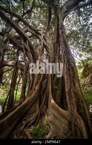 Un figuier très ancien de Moreton Bay, le banyan australien (Ficus macrophylla), qui grandit à Parco Archeologico, dans la ville baroque tardive de Syracuse. Banque D'Images