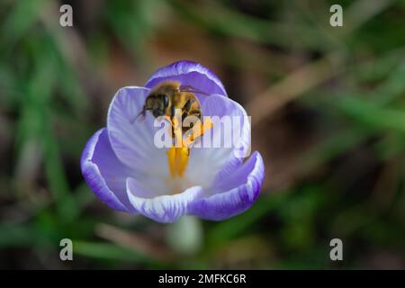 Stoke Poges, Buckinghamshire, Royaume-Uni. 9th février 2022. Une abeille recueille le pollen d'un crocus. Crédit: Maureen McLean/Alay crédit: Maureen McLean/Alay Banque D'Images