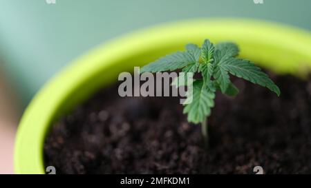 Gros plan de jeunes pousses en pot de fleurs, foyer sélectionné. Banque D'Images