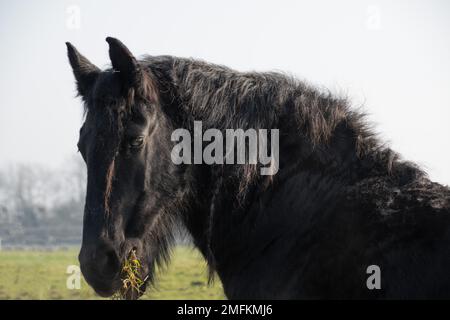 Les chevaux de la Frise ont pris un coup de tête Banque D'Images