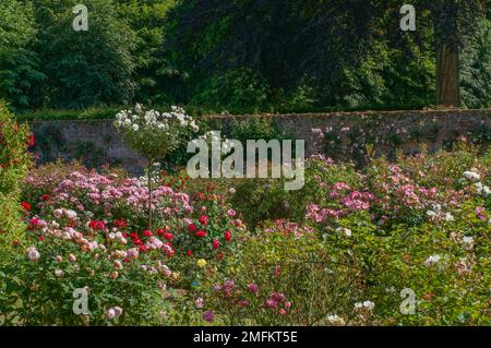 Jardin de roses clos Banque D'Images