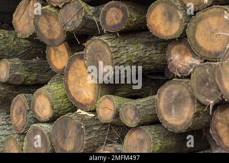 Un tas de bois de chauffage par la route forestière. Cour de bois à vendre, dégagement forestier, gestion forestière Banque D'Images