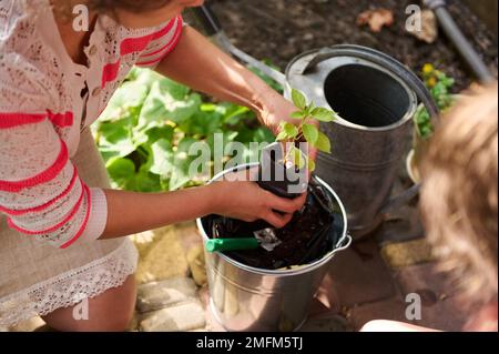 Vue en hauteur d'une agricultrice jardinière, utilisant une pelle de jardin, verse du sol noir fertilisé dans un pot, plantant des semis dans sa ferme écologique sur une ea ensoleillée Banque D'Images