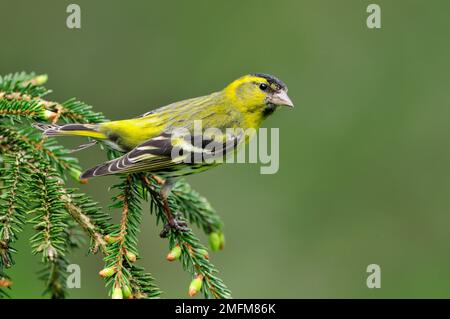 Siskin (Carduelis spinus) oiseau mâle sur branche d'épinette dans la plantation forestière, Inverness-shire, Écosse, mai 2010 Banque D'Images
