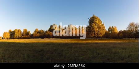 Un grand chêne avec des feuilles d'automne, isolé dans un défrichement dans la forêt. Paysage panoramique.lumière du matin. Banque D'Images