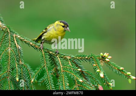 Siskin (Carduelis spinus) oiseau mâle sur branche d'épinette dans la plantation forestière, Inverness-shire, Écosse, mai 2010 Banque D'Images