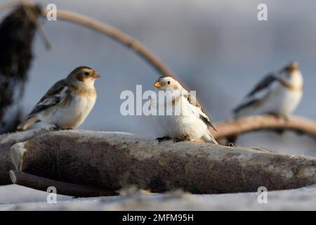 Enbouchage des neiges (Plectrophenax nivalis) oiseaux migrateurs hivernant perchés sur du bois flotté sur la plage, Northumberland, Angleterre, mars 2021 Banque D'Images