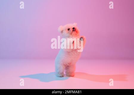 Portrait d'un charmant chien doux bichon frize posant sur fond de couleur lilas dans un filtre de lumière néon. Chien avant le toilettage. Ami, amour, soin et Banque D'Images