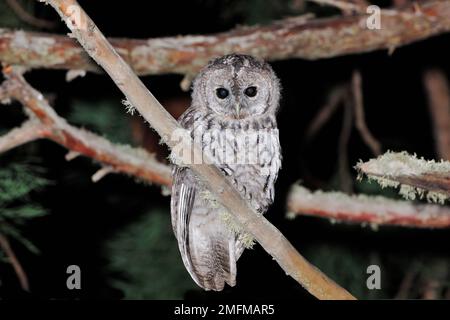 Tawny Owl (Strix aluco) juvénile photographié de nuit à l'aide d'un flash électronique, Inverness-shire, Écosse, juillet 2015 Banque D'Images