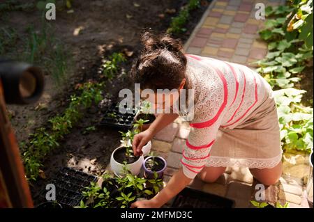 Jeune femme multi-ethnique jolie, fermier amateur plantant du poivre germé semis en début de journée de printemps. Semis, culture, culture de légumes biologiques Banque D'Images
