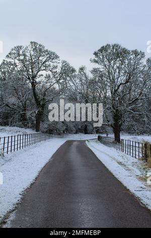 Chemin de ciment à travers les merveilles de l'hiver. Sentier enneigé à travers les arbres à feuilles caduques en hiver (Abbaye de Muckross, parc national de Killarney, Irlande) Banque D'Images