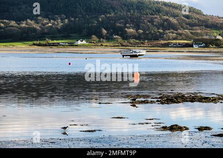 Les oiseaux à gué de la berge (Tringa nebaria) et du Courlis (Numenius arquata) se nourrissent sur le rivage avant la marée entrante dans Red Wharf Bay Anglesey Wales, au Royaume-Uni Banque D'Images