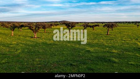 Les chênes de Holm et les pâturages verts dans l'Alentejo Banque D'Images