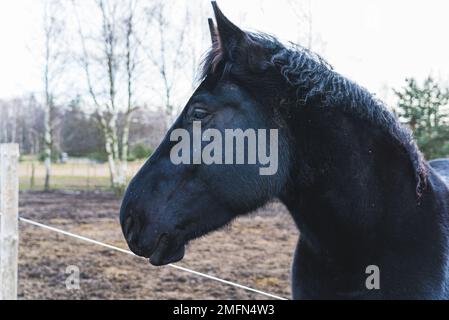Profil de la tête de cheval de la Frise. La manie du cheval s'étend du haut de la tête jusqu'à l'extrémité du cou. Gros plan. Photo de haute qualité Banque D'Images