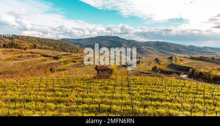 Vignobles d'automne dans le Kaiserstuhl Allemagne Banque D'Images