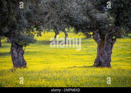 Holm oaks dans les prairies jaunes de l'Alentejo Banque D'Images