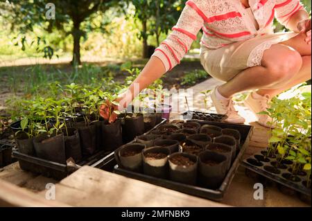 Une fermière en gros plan plantant une plantule de poivre germé dans un pot avec un sol fertile. Passe-temps agricole. Agriculture. L'éco-agriculture. Début des semis s Banque D'Images