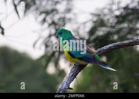 Perroquet rouge sur la branche Banque D'Images
