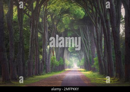 Parc San Rossore et Migliariino, sentier dans une forêt de pins de pierre ou de pinède. Pise, Toscane, Italie, Europe Banque D'Images