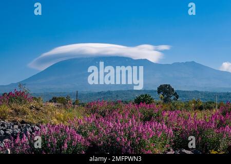 Paysage avec fleurs en face de Mt. Etna, avec plus de 3350 m le plus haut volcan d'Europe. Banque D'Images