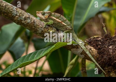 Chameleon à cornes de globe - Calumma globifer, belle caméléon de couleur endémique dans les forêts de Madagascar, Afrique. Banque D'Images