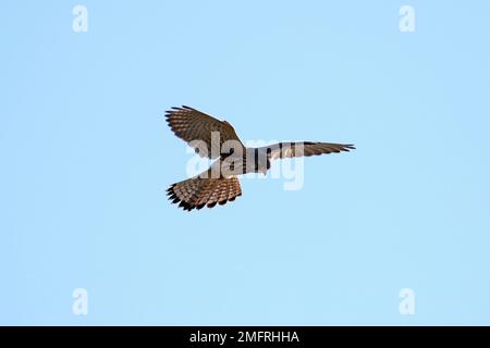 Kestrel planant dans la réserve naturelle nationale de Far ings, Lincolnshire Banque D'Images