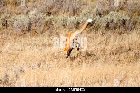 Renard rouge en train de bondir Banque D'Images