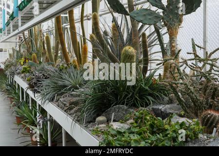 Serre avec des plantes exotiques, principalement des succulents et des cactus photographiés dans une perspective décroissante. Banque D'Images