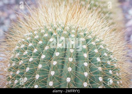 Le cactus sphérique en latin appelé parodia leninghausii est une espèce d'Amérique du Sud. Banque D'Images
