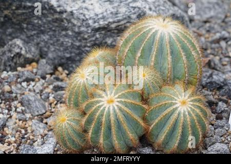 Cactus de boule appelé en latin parodia magifica. Est une espèce de plante à fleurs de la famille des Cactaceae, originaire du Brésil. Banque D'Images