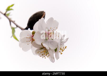 Les amandes fleurissent sur la branche en premier plan isolé sur fond blanc Banque D'Images