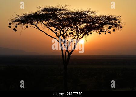 L'acacia ombrelle avec des nids d'oiseaux de tisserand au lever du soleil au Kenya Banque D'Images