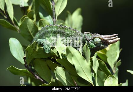 Jacksons a éveilé chameleon (Trioceros jacksonii) au Kenya Banque D'Images