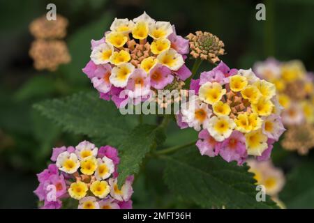 Lantana Camara arbuste fleurit à Gran CanariaSpain Banque D'Images